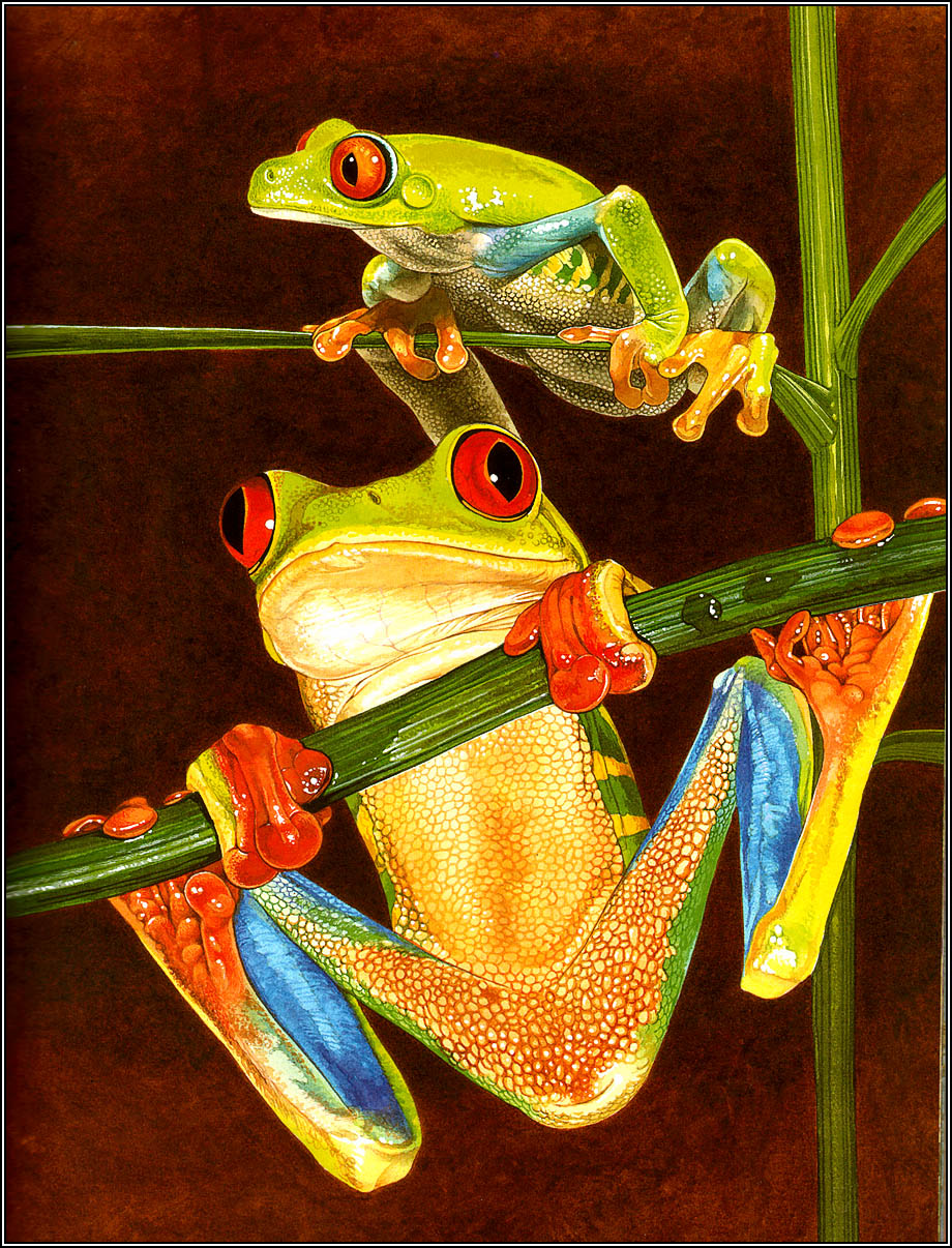Frogs Sing Songs (03),绘本,绘本故事,绘本阅读,故事书,童书,图画书,课外阅读